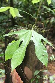 Image result for Sterculia appendiculata