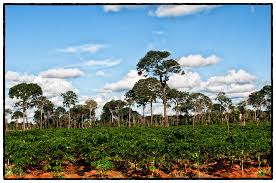 It will often tower over its neighbours, reaching heights of 49 metres (160 feet) or more, with its crown spreading over 30 metres. Brazil Nut Bertholletia Excelsa Trees Cifor Knowledge
