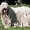 Few large long haired dogs like the briad can claim to be owned by famous historical people like charlemagne, lafayette, napoleon, and thomas jefferson. 1
