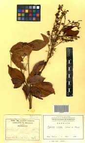 Image result for Agelaea pentagyna