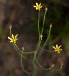 Image result for Eriospermum andongense