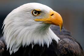 Check spelling or type a new query. American Bald Eagle Pbs Newshour