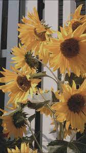 Lockscreens For You Random Aesthetic I Ll Be Posting Requests Soon Sunflower Wallpaper Flower Lockscreen Flower Wallpaper