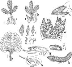 Image result for Melolobium