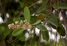 Image result for Ozoroa