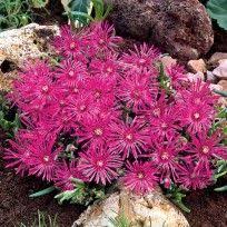 Remember to wear a medical mask if you are not sitting at the table. Stauden Staudenpflanzen Online Kaufen Im Shop Von Ahrens Sieberz Pflanzen Stauden Gartenstauden