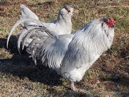 These two ameraucanas are sisters and are hiding in a forsythia bush. Lavender Ameraucana Bj S Poultry Farm