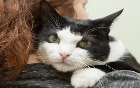 Kedi Sahibi Olmaniz Icin Harika 14 Neden Foto Haber
