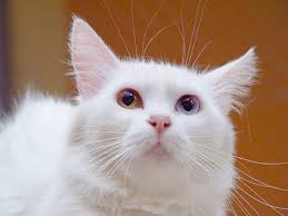 Ankara Kedisi Angora Cats Cats Turkish Van Cats