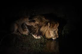 The lion (panthera leo) is an old world mammal of the felidae family and one of the four species of big cats (subfamily pantherinae) in the panthera genus, along with the tiger (p. Protecting African Lions Pal