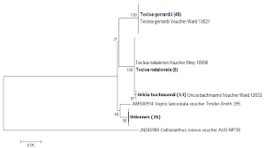 Image result for Vepris bachmannii