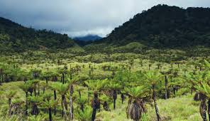 Image result for Scleria lateritica