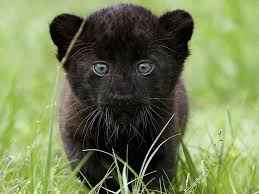This account has been suspended. Black Panther Cub Wallpapers Top Free Black Panther Cub Backgrounds Wallpaperaccess