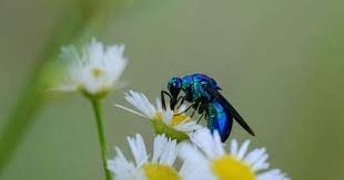 大青蜂 オオセイボウ 散歩途中のワンショット 動物 途中 蜂