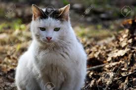 Gatos En La Naturaleza Gato Blanco Con Manchas Negras Sentado Entre La Hierba Del Ano Pasado Fotos Retratos Imagenes Y Fotografia De Archivo Libres De Derecho Image 74279672