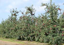 We did not find results for: 130 Laden Apple Photos Free Royalty Free Stock Photos From Dreamstime