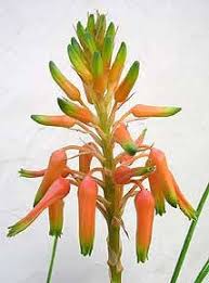 Image result for Aloe cooperi