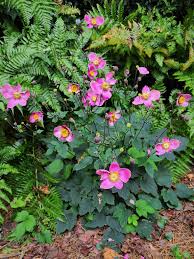 #3 the japanese anemone, anemone hupehensis, is a chinese native plant but it has been established in japan for hundreds of. Fall Flowering Japanese Anemone Home Garden Information Center