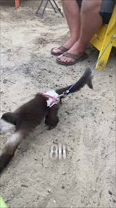 Monkey playing in sand #Memezar (amy.pendersen.927 via Bviral)