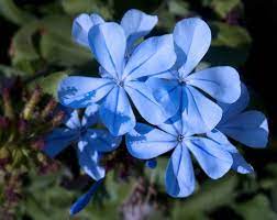 Blue jasmine flowers for sale. Blue Jasmine By Jenny Haritou 500px Jasmine Flower Disney Wallpaper Flowers