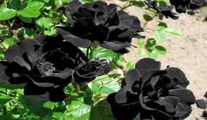 20 gambar bunga mawar hitam cantik 2019 gambar pedia 01 03 2019 ini adalah gambar bunga mawar merah putih ungu pink kuning hijau hitam toko yang di posting pada march 1 2019 oleh. Bunga Mawar Merah Mawar Putih Mawar Hitam