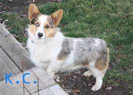 Our Auggie Kc He Is Three Quarters Corgi On Quarter Mini Australian Shepherd Mini Australian Shepherds Corgi Australian Shepherd