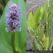 Image result for Pontederia
