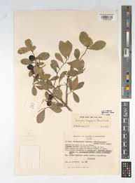 Image result for Dovyalis xanthocarpa