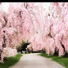 Check spelling or type a new query. Weeping Cherry Trees At The Lexington Cemetary I Would Love To Walk On That Pathway Weeping Cherry Tree Garden Trees Cherry Trees Garden