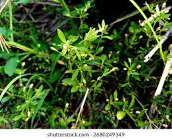 Image result for Glinus