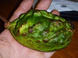 Image result for Cola natalensis