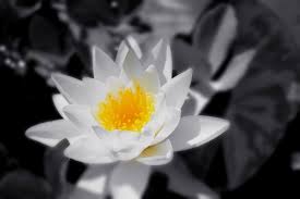 Are you ready to start doing some incredible floral photography? White Flower Macro Free Stock Photos Download 18 300 Free Stock Photos For Commercial Use Format Hd High Resolution Jpg Images