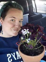 LAURELWOODS VINTAGE CHRISTMAS daylily plant review and experience