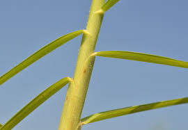 Image result for Cenchrus clandestinus