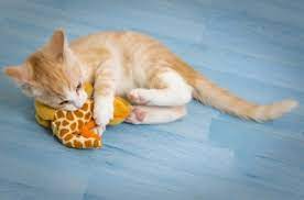 All About Ginger Cats Facts Lifespan And Intelligence