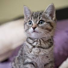 The process was easy to deal with even though it was the first time i made a claim with this company. Compare Pet Insurance Aspca Pet Health Insurance