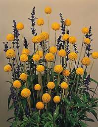 Craspedia Globosa Drumstick Appx 100 Seeds Billy Button 5060495015878 Ebay Billy Buttons Cottage Garden Plants Plants