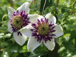 Maybe you would like to learn more about one of these? Clematis Viennetta Tm Evipo 006 N Clematis Florida Viennetta Tm Evipo 006 N Baumschule Horstmann