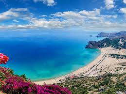 Image result for Sorindeia rhodesica