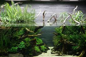 The > are mine, the paragraph following are their answers. The Passing Of Aquascaping Legend Takashi Amano Amazonas Magazine