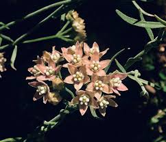 Image result for Marsdenia cynanchoides