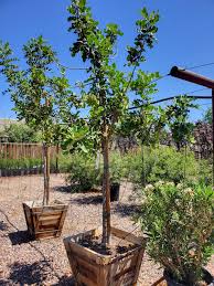 Image result for Ceratonia