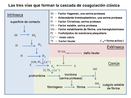 Check more flip ebooks related to cascada de coagulación y zimógenos of. Coagulacion Wikiwand