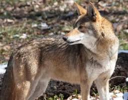 Jobe on july 21, 2015: Rare Visitors Extirpated Mammals Of Missouri Missouri S Natural Heritage Washington University In St Louis