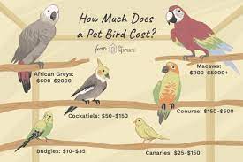 How Much Does It Cost To Buy And Care For A Pet Bird