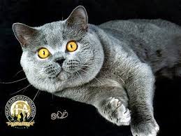 The british blue cat, or the british shorthair blue, is more than what she seems. British Shorthair The Cat Fanciers Association Inc