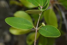 Image result for Eugenia capensis