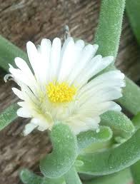Image result for Delosperma tradescantioides