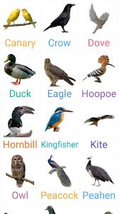 Before settling on a name for your pet bird, make sure you consider a few factors, like physical characteristics and personality. Birds Name With Spelling And Picture For Android Apk Download