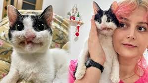 No One Wanted These Shelter Kittens With Down Syndrome But One Day a  Miracle Happened!